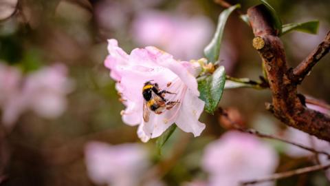 A bee extracting nectar from a pink flower. 
