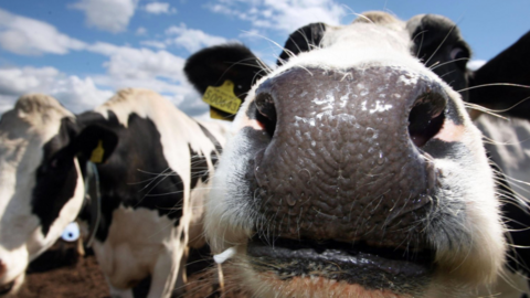 The photo shows a close-up of a cow’s face, with its nose and mouth dominating the foreground. The cow’s nostrils are wet and shiny, and there’s a small droplet of saliva visible near its mouth. In the background, there are other cows standing on what appears to be a dirt or soil surface under a bright blue sky with scattered clouds.