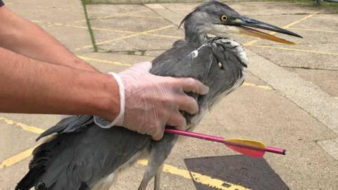 Heron at RSPCA centre with arrow through body