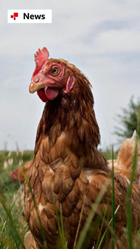 A brown chicken grazes in a pasture