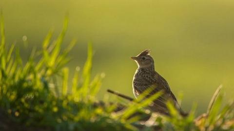 Skylark