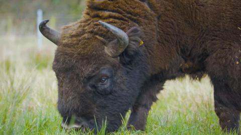 A bison grazes on green grass. The bison has thick black and brown fur and it is looking at the camera with beady eyes. It has a yellow ear tag and short dark-coloured horns. Only its head, neck and front legs are visible.