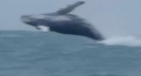 A large whale breaches from the surface of the sea.