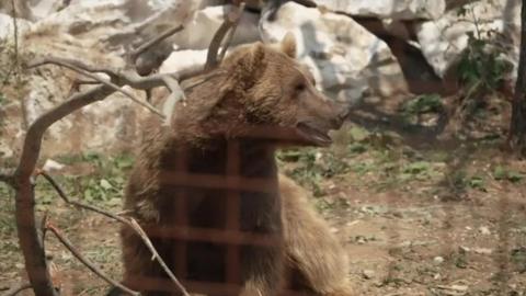 A brown bear