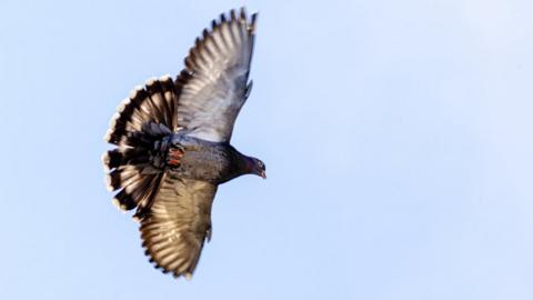 Pigeon flies