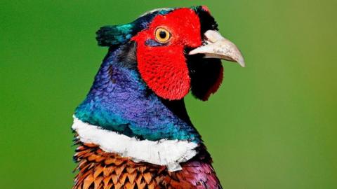 A pheasant