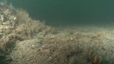 Sea bed bearing evidence of illegal dredging