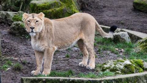 Asiatic lioness (file photo)