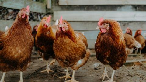 A group of chickens in a hatch, walking around