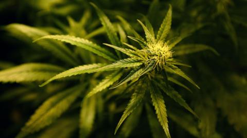 A close-up of a cannabis plant, which has jagged edged leaves.