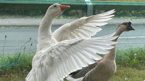 Photo of two geese, one is white and flapping its wings, and the other is brown. They are standing on grass next to a road.