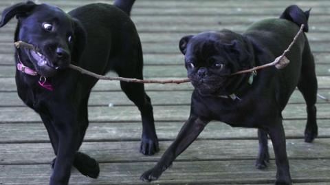 Two black dogs are walking alongside eachother with the same branch in their mouths, tussling for full control of it. One of the dogs looks like a young Labrador and the other a type of pug. They are walking along a decked area.