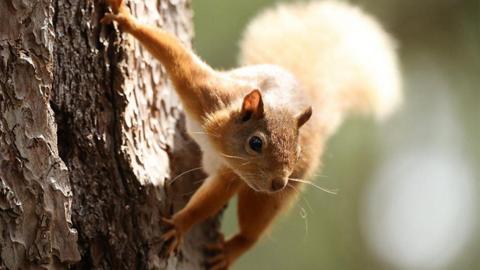 Red squirrel