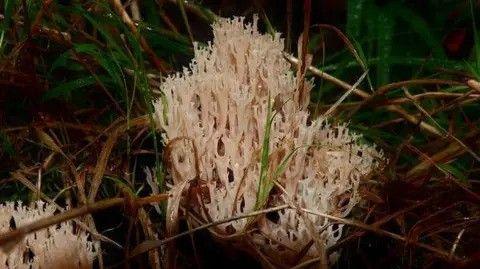 A white-ish coral-like fungi growing among the grass.