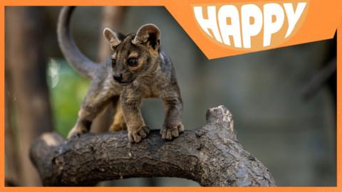 A fossa cub and the Happy logo