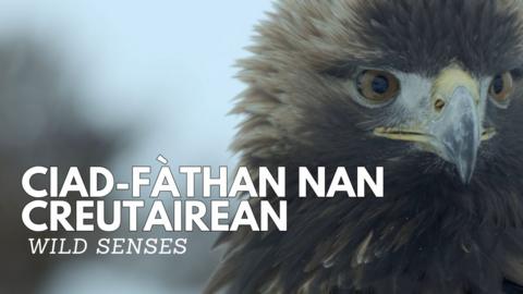 Ciad-fàthan nan Creutairean (Wild Senses)