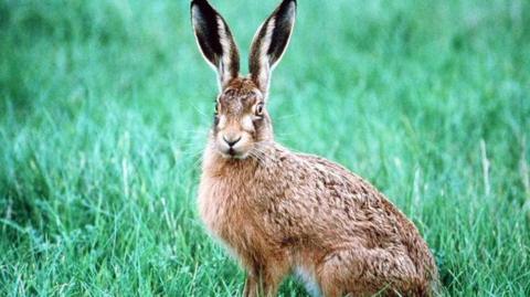 A hare sitting up in a field surrounded by green grass