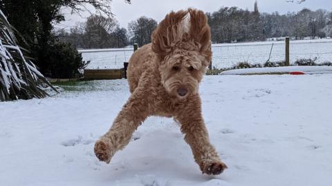 Dog in the snow