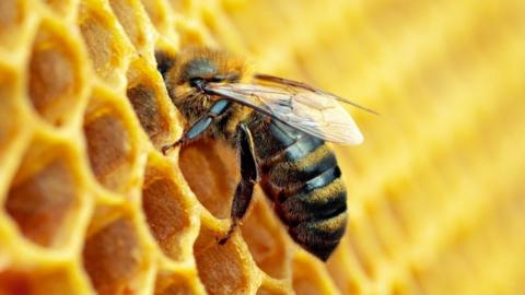 Bee in beehive