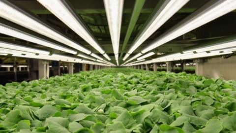 Baby kale is grown at AeroFarms on February 19, 2019, in Newark, New Jersey.