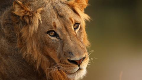 A lion relaxes in Kruger National Park, South Africa