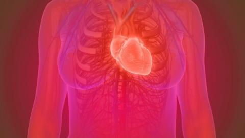 3D illustration of the female human heart anatomy