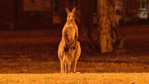 Kangaroo lit by the glow of a bushfire near residential property in Nowra, southern New South Wales