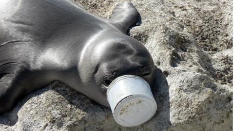 A seal with plastic around its snout