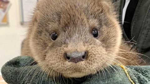 Baby otter