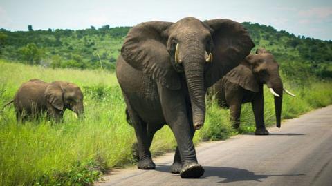 A herd of elephants