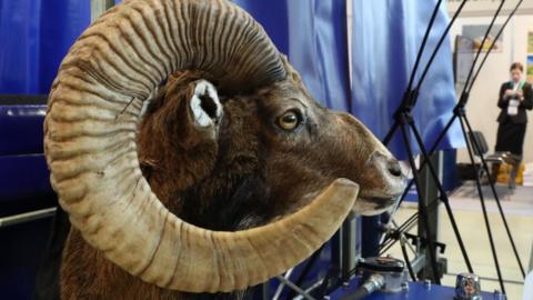 A stuffed head of an argali, or the mountain sheep, on display