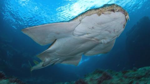 The angel shark (Squatina squatina) has a flat body and grey skin. It can grow up to 1.8m in length and 80kg in weight.