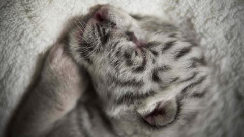 A newborn white tiger named Snow sleeps at the National Zoo in Masaya, Nicaragua, on 5 January 2021.