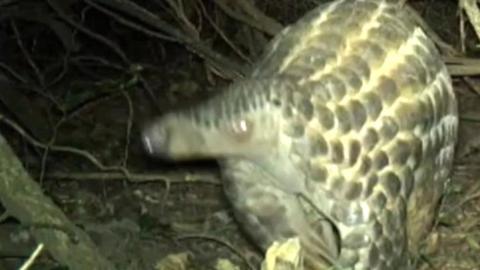 Pangolin