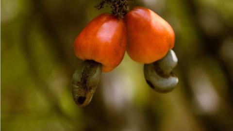 Cashews are Guinea Bissau's main export crop, and they accounted for more than half of the country's export revenue in 2019, according to Reuters. This year the government set the price of cashews at t 360 CFA francs ($0.65) per kg, which was a 28 precent decrease from last year.