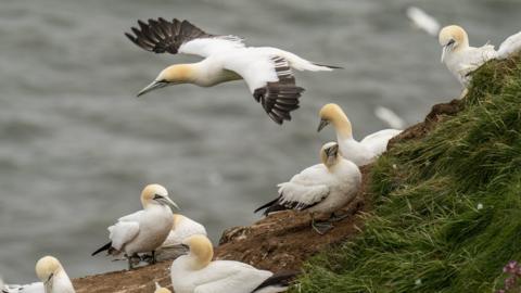 Gannets gathered on cliffs