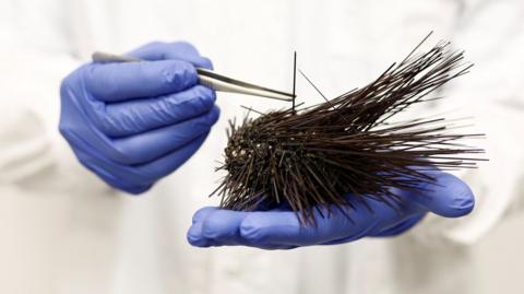 A scientist uses tweezers to examine a dead black sea urchin