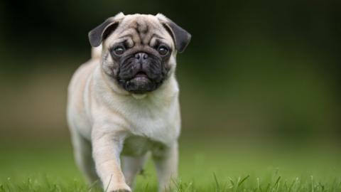 pug