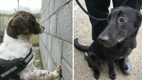 Police dogs Bella and Blod