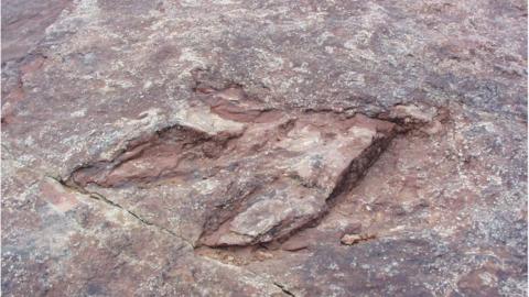 Dinosaur footprint