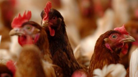 Chickens on a Norfolk farm