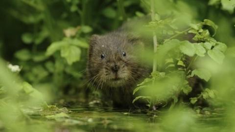 Water Vole