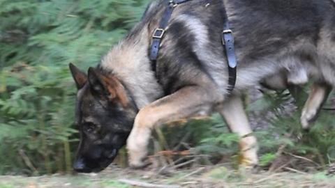 Police dog Blue