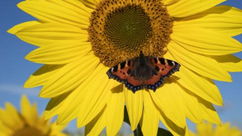 A Red Admiral butterfly on a sunflower in a field