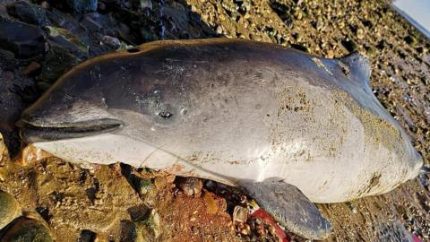 Dead porpoise