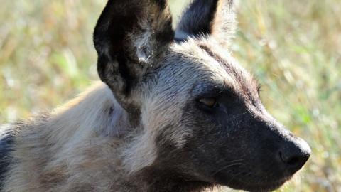 An African wild dog