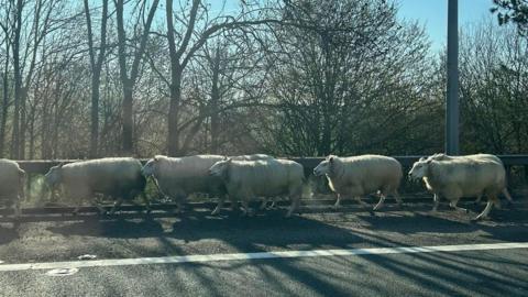 Sheep on the M11