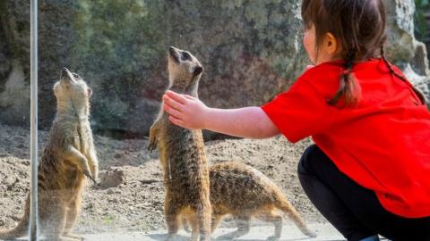 Girl and meerkats