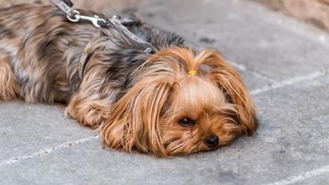 A dog lying on the pavement