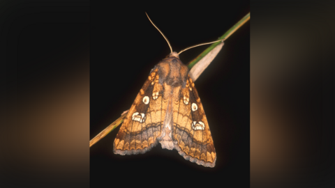 Fisher's Estuarine moth